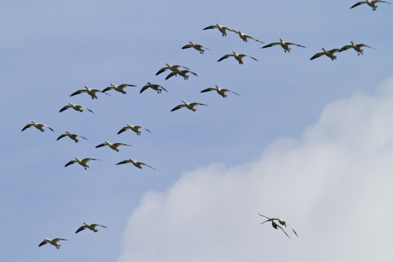 Snow Geese In Flight